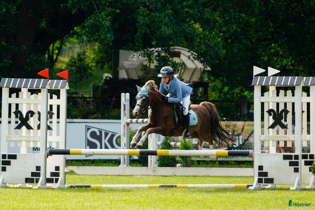 Galopp hästar till salu: Pony showjumping i Bräkne-Hoby - Annons 3