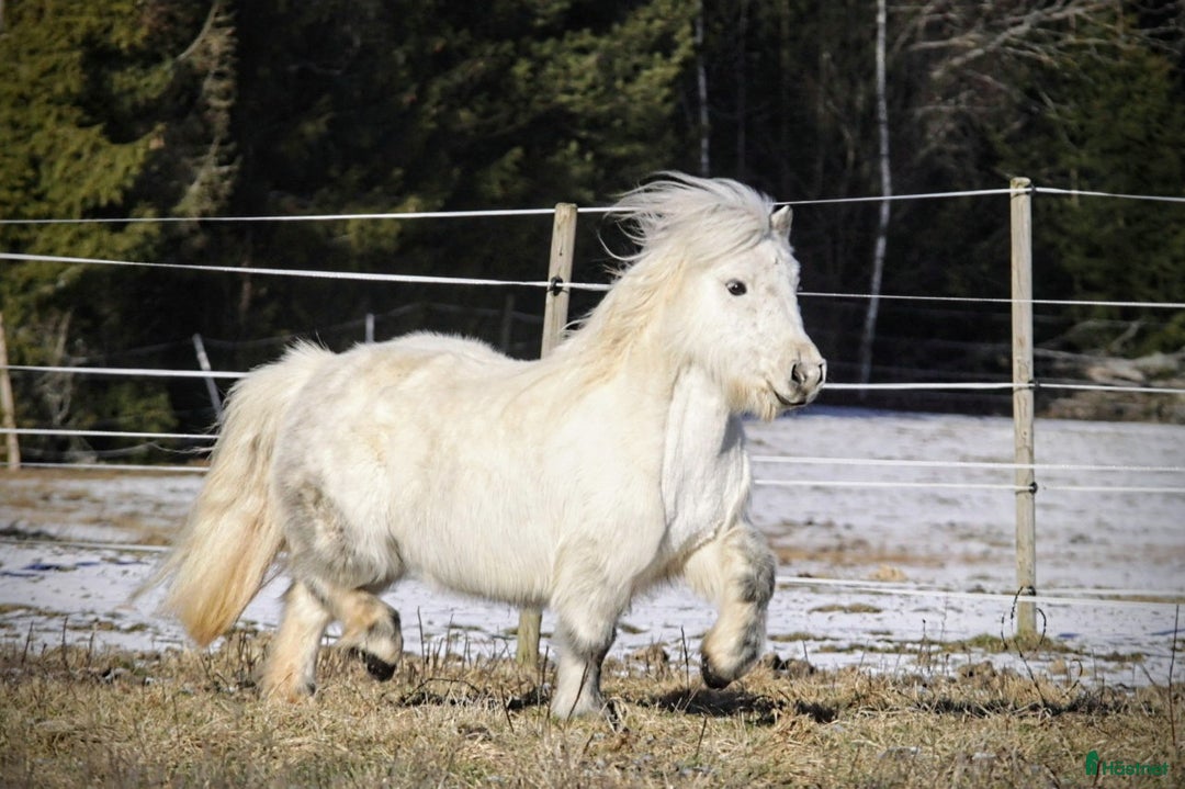 Allround hästar till salu: Sagoponny till salu i Köping - Annons 2