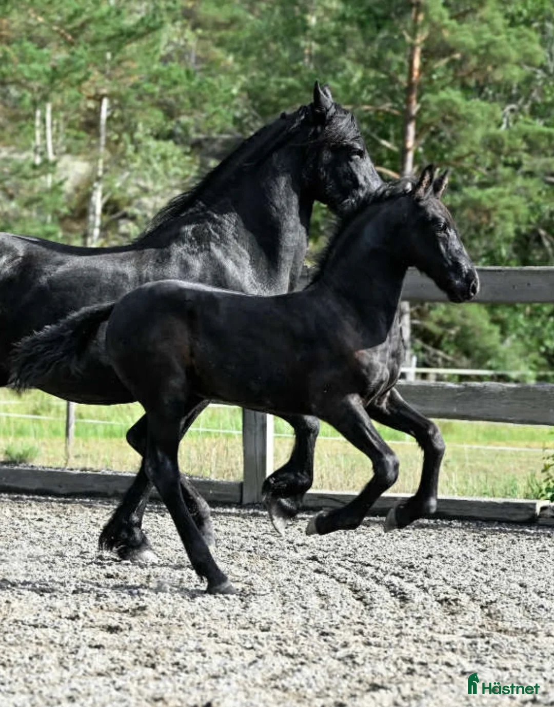 Allround hästar till salu: SÅLD! Fina Elliot af Ramsdalen är till salu - Annons 2
