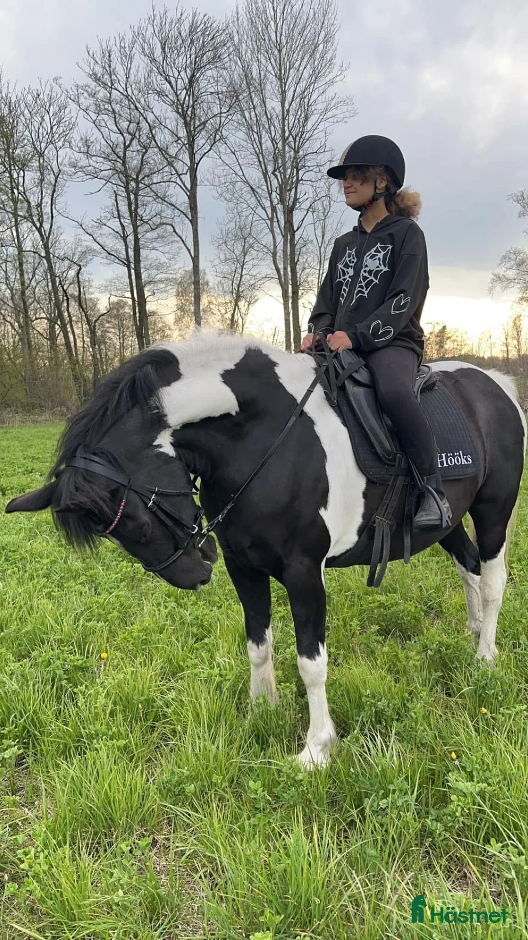 Allround hästar till salu: Barockpinto ston sagohästar i Köpingsvik - Annons 3