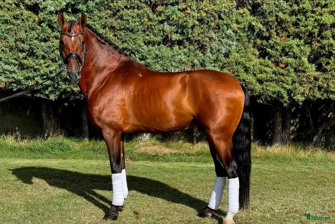 Dressyr hästar till salu: 9 årig CDE - Annons 3