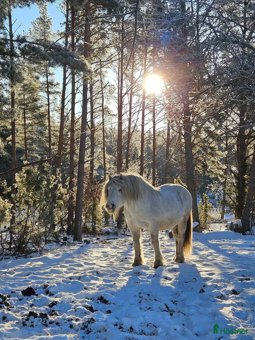 Körning hästar till salu: Nordsvensk brukshäst hingst i Grisslehamn - Annons 1
