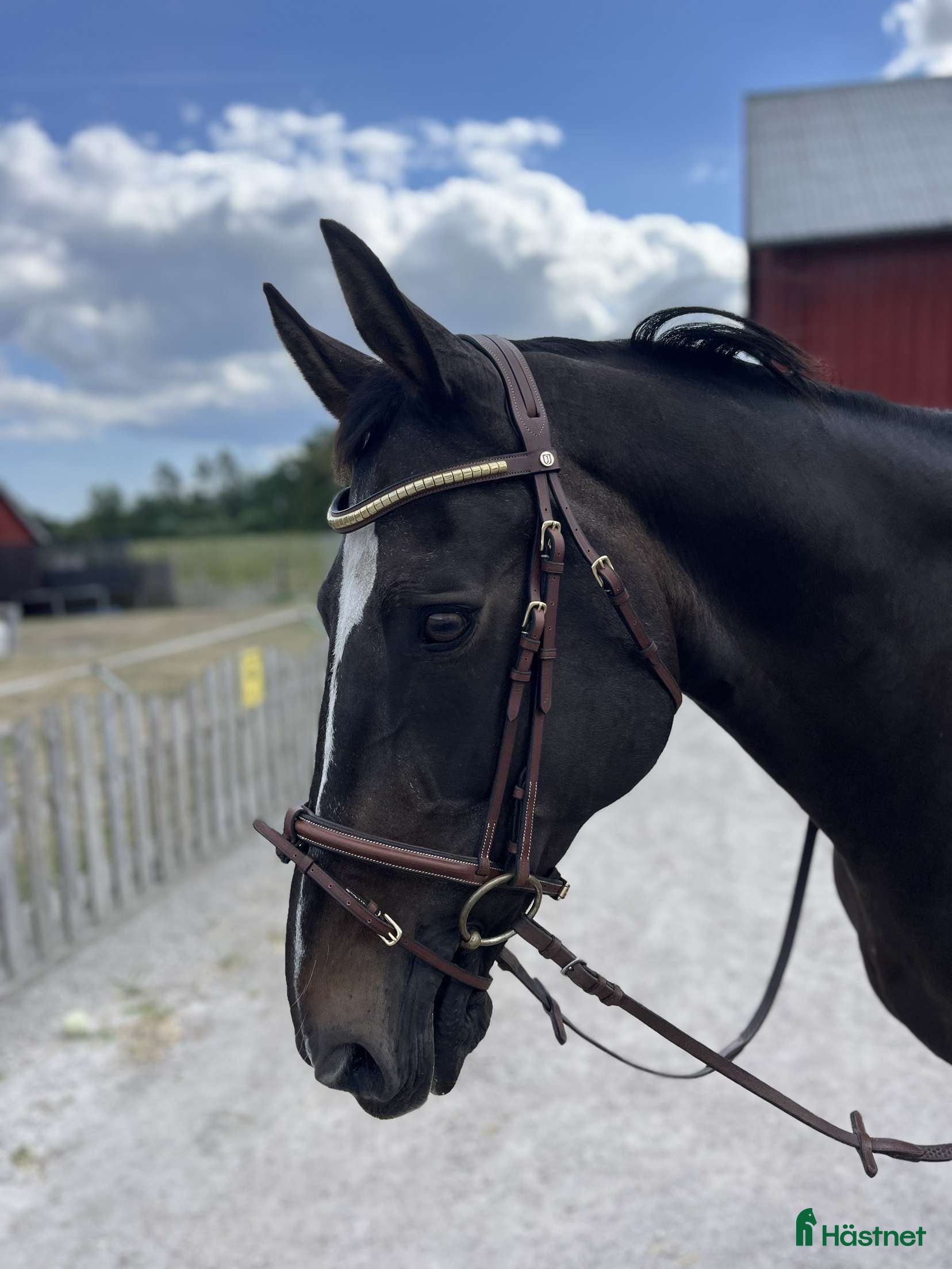  hästar Vackert holländskt sto i Sölvesborg - Annons 13