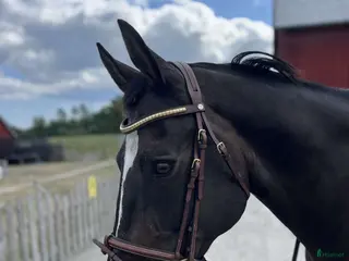 hästar Vackert holländskt sto - Annons 18