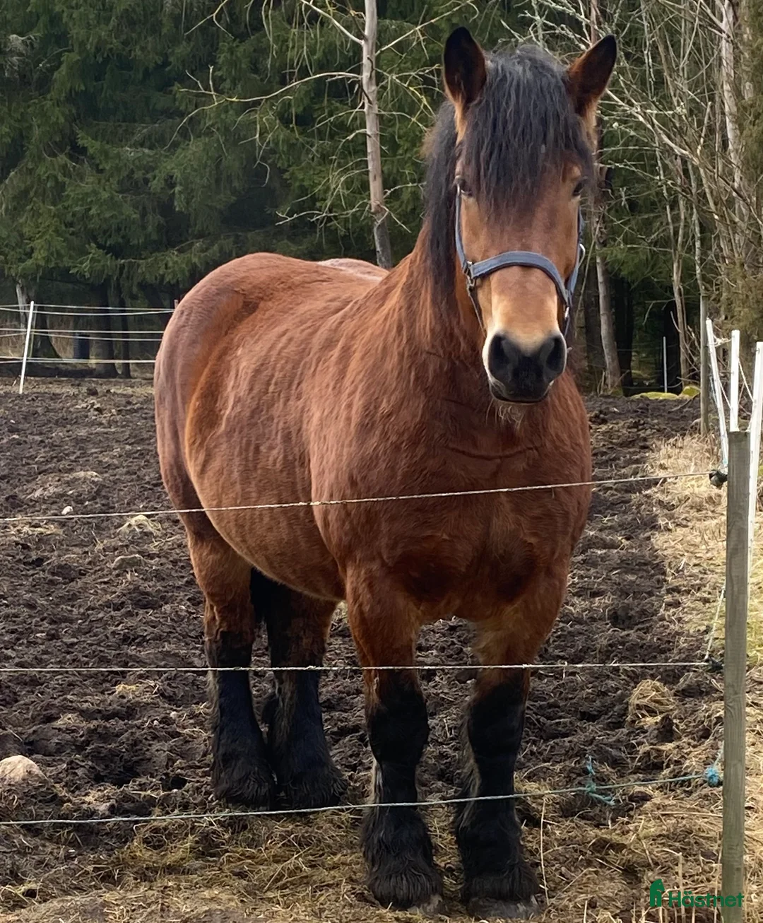 Allround hästar till salu: Härlig ardenner i Hökerum - Annons 2