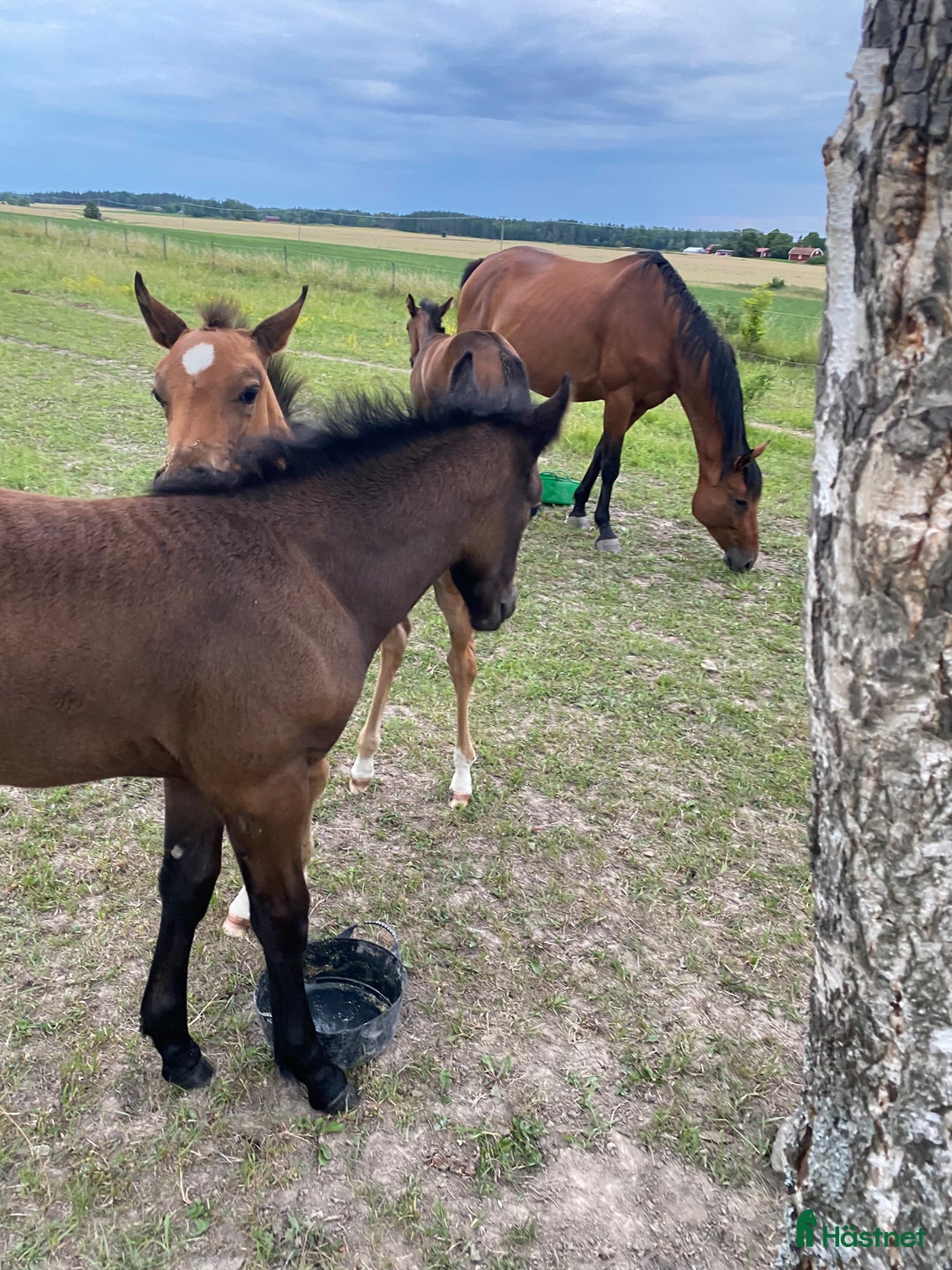  stallplats finnes: Lösdrift dräktiga ston  i Enköping - Annons 2