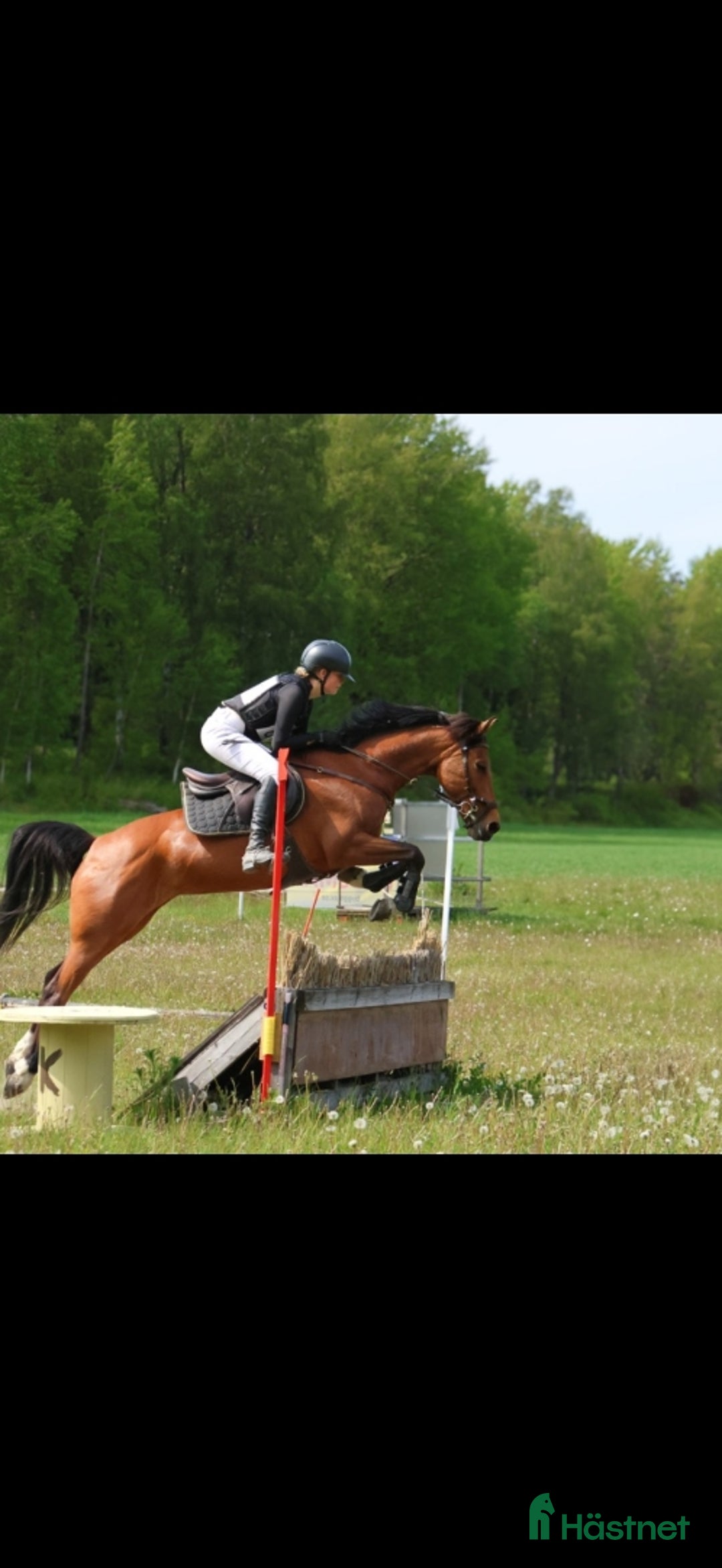 Hoppning hästar till salu: Het hopponny i Åkers Styckebruk - Annons 1