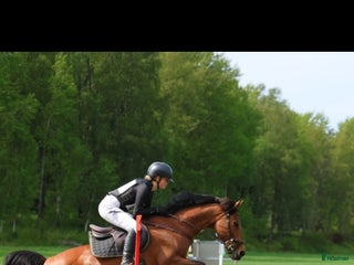 hästar Het hopponny i Åkers Styckebruk - Annons 12