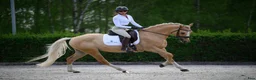 Dressyr hästar till salu: Amazing palomino pony! - Annons 5