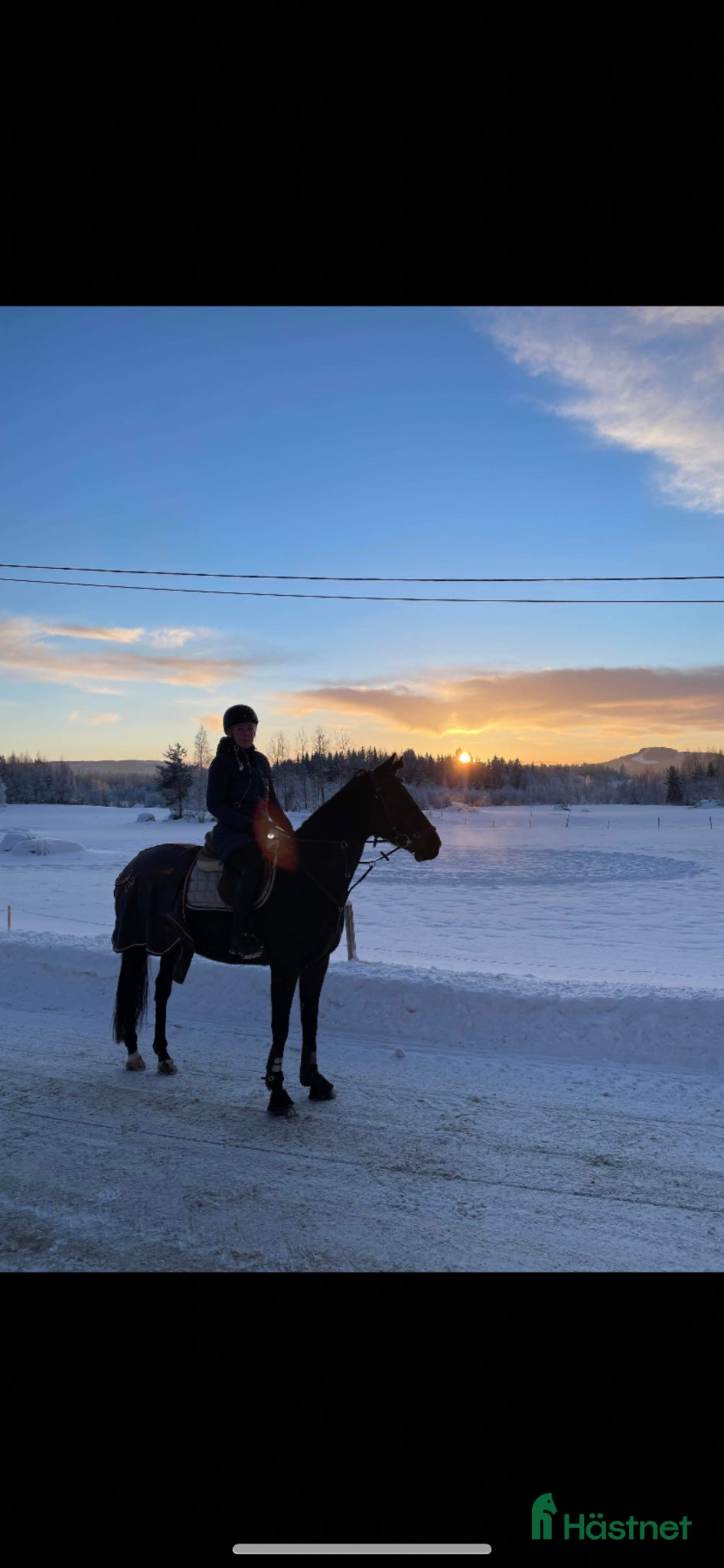  hästar Fullblodssto söker sin nya bästa vän - Annons 1