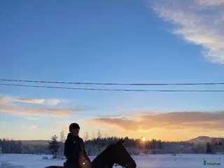 hästar Fullblodssto söker sin nya bästa vän - Annons 1