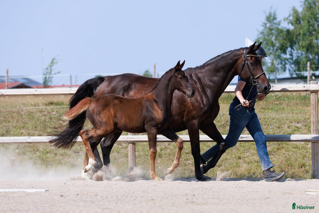 Hoppning hästar till salu: Diamant de Semilly-föl med prestationsstam i Rockneby - Annons 2