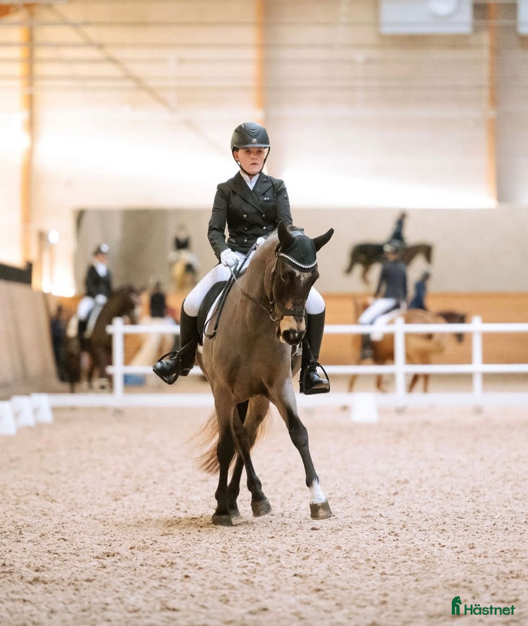 Dressyr hästar till salu: Guldkille till salu! i Kvissleby - Annons 6