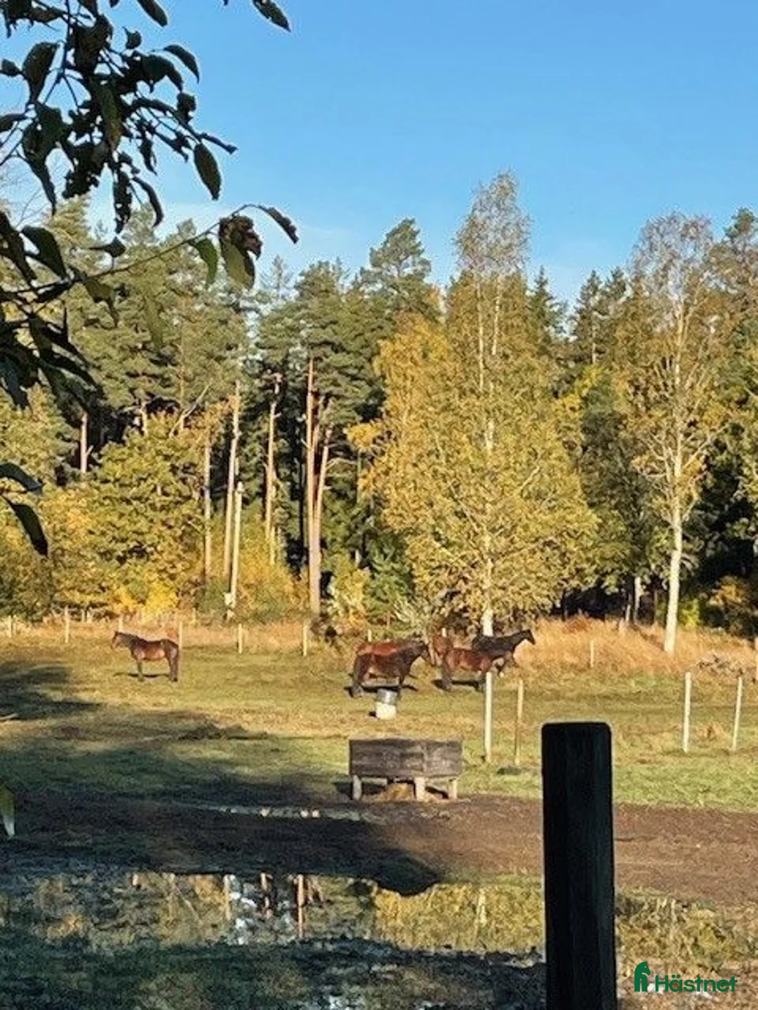  stallplats finnes: Lösdriftsplats finnes - Annons 8