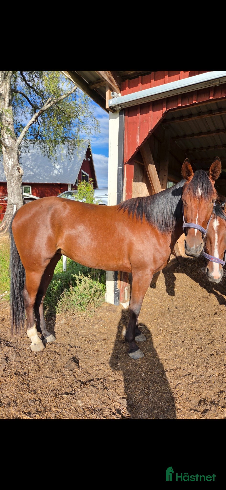  hästar 4 årigt sto - Annons 1