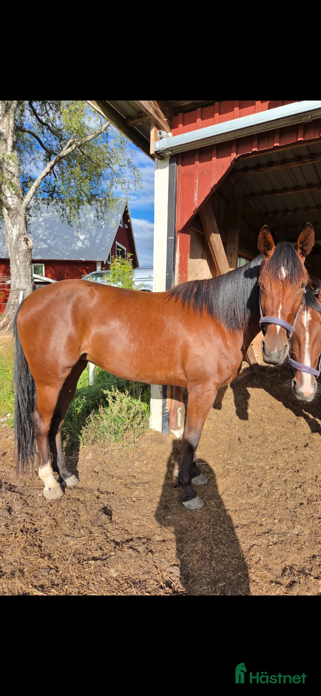 Trav hästar till salu: 4 årigt sto - Annons 1