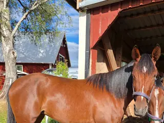 hästar 4 årigt sto - Annons 1