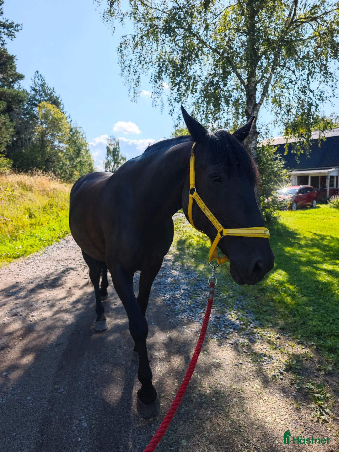 Allround hästar till salu: Windy i Örsundsbro - Annons 1