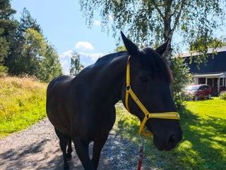 hästar Windy i Örsundsbro - Annons 18
