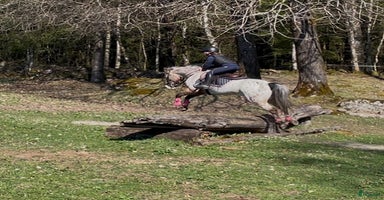  hästar i Kulltorp - Annons 15