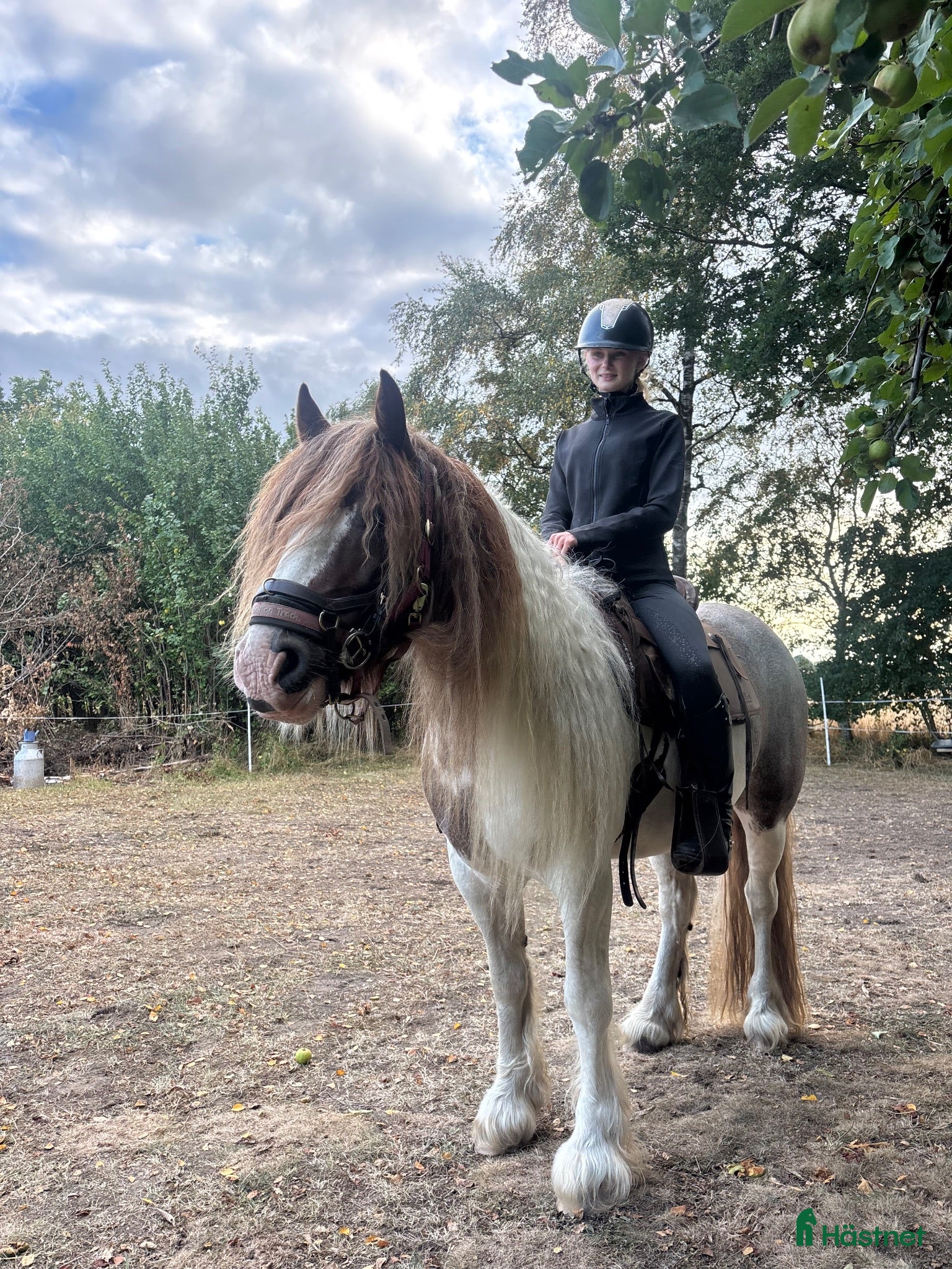 hästar Trevligt irish cob till Avel/hobbyridning - Annons 1