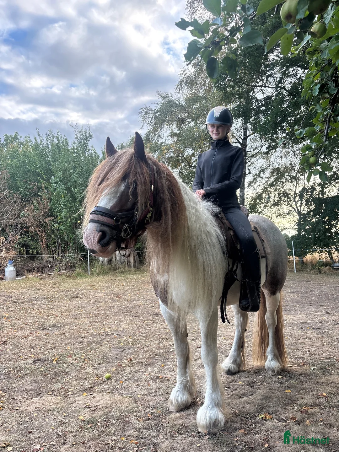 Allround hästar till salu: Trevligt irish cob till Avel/hobbyridning - Annons 1