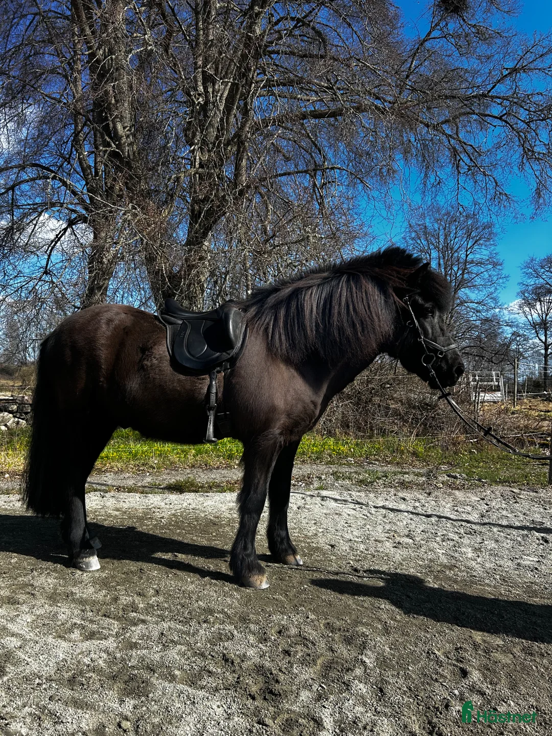 Island hästar till salu: Mycket rolig valack till träning o tävling  - Annons 1