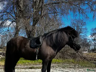 hästar Mycket rolig valack till träning o tävling - Annons 4