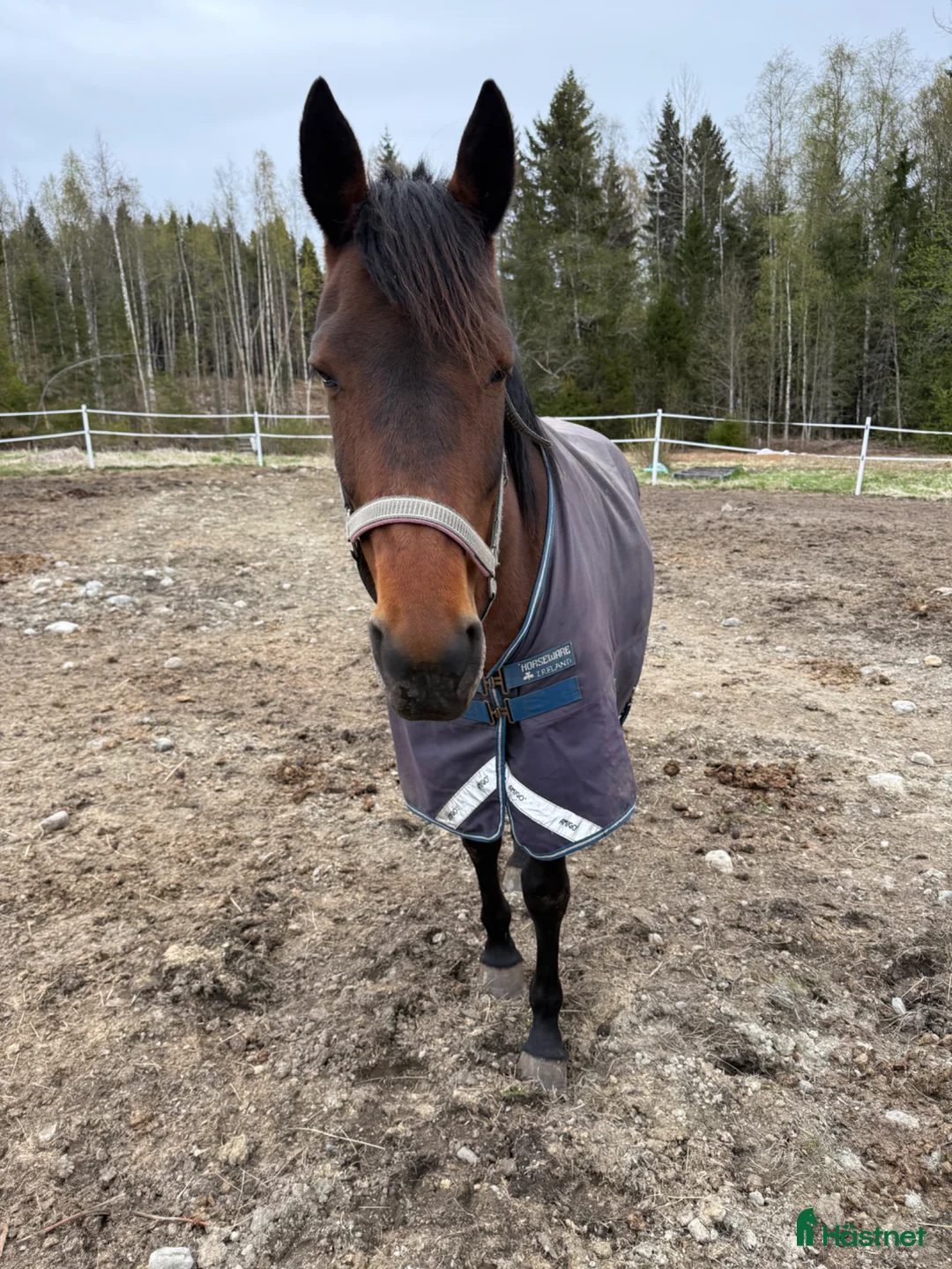 Trav hästar till salu: Approach Idle utlånas som avelssto i Bonässund - Annons 3