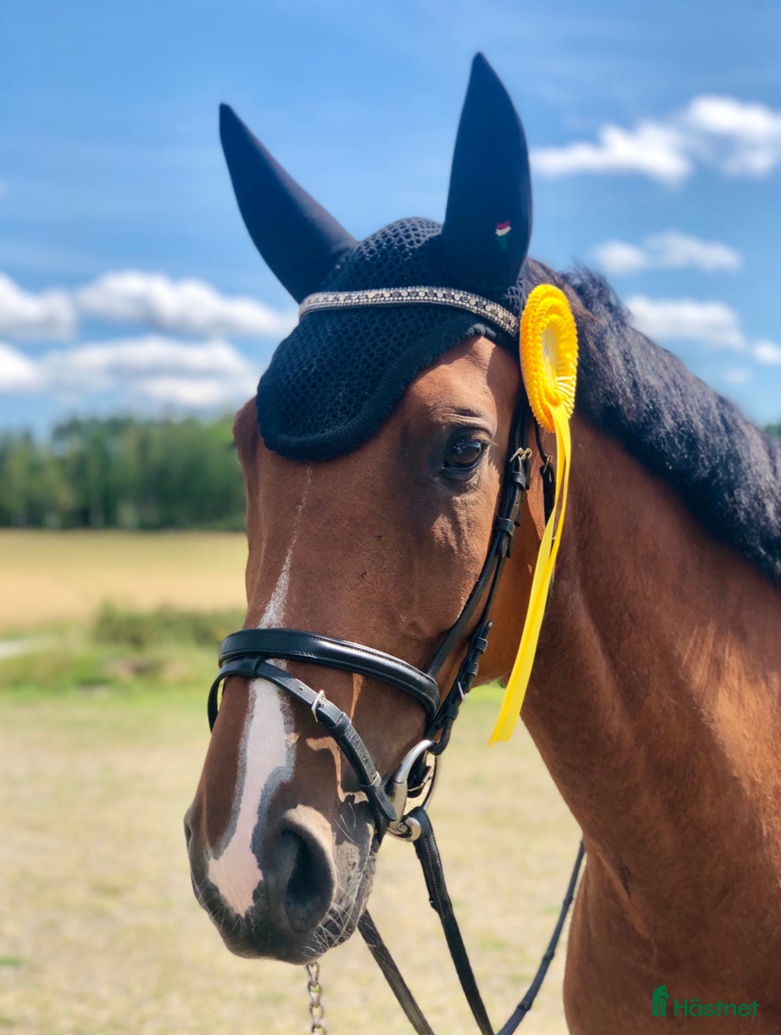  foderhäst Välutbildad dressyr- och hopphäst på foder - Annons 4