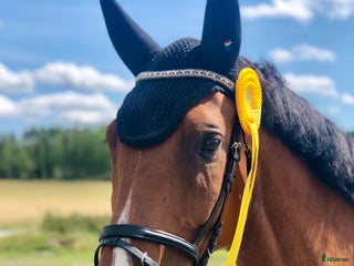 foderhäst Välutbildad dressyr- och hopphäst på foder i Linköping - Annons 2