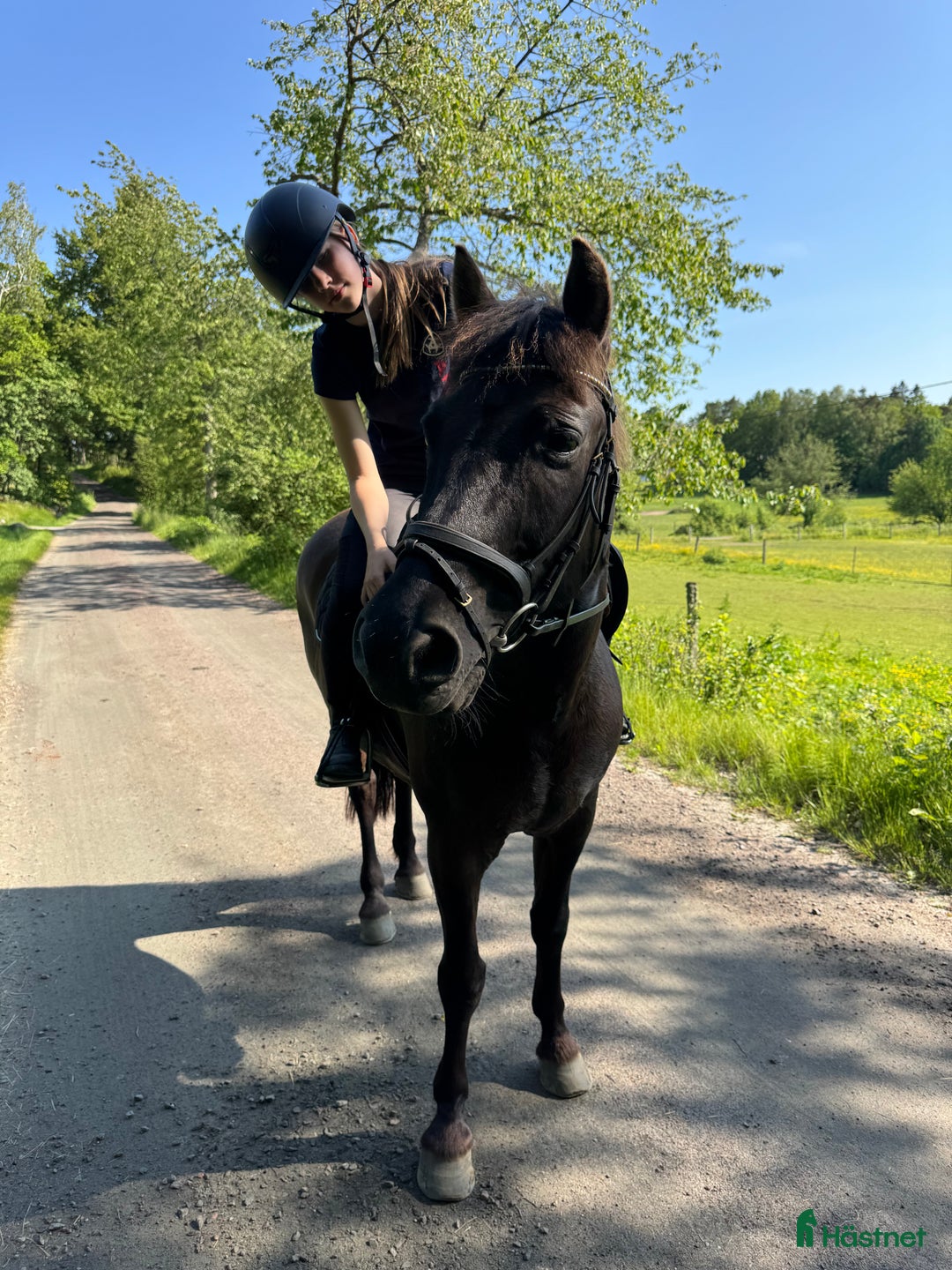  medryttarhäst finnes: Söker Medryttare till C ponny i Åsa/Frillesås!  i Frillesås - Annons 1