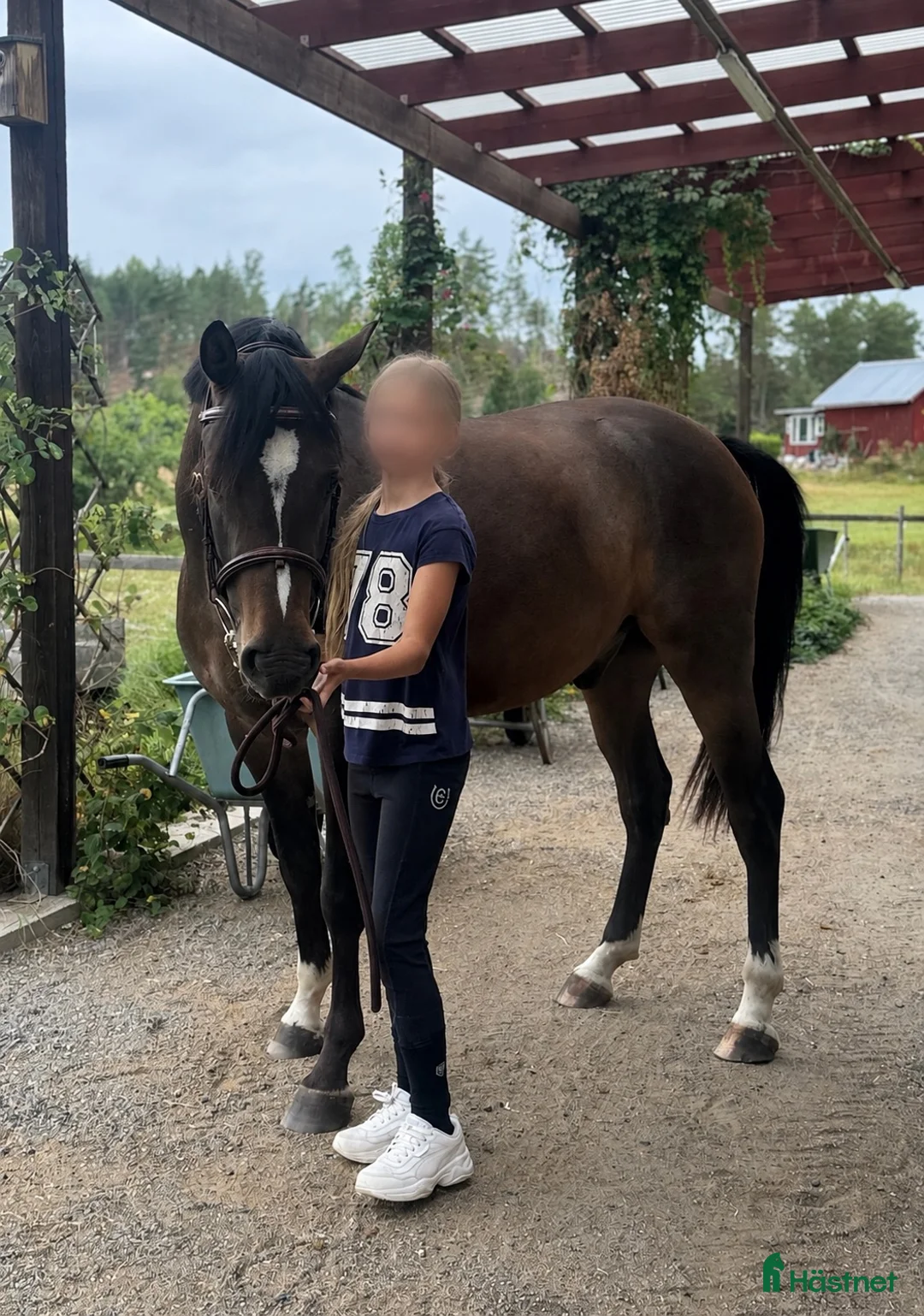 Hoppning hästar till salu: 3åring exceptionell stam & stor framtidspotential  - Annons 1