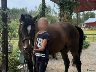 hästar 3åring exceptionell stam & stor framtidspotential - Annons 1
