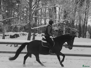 medryttarhäst finnes: Söker vuxen medryttare - Annons 20