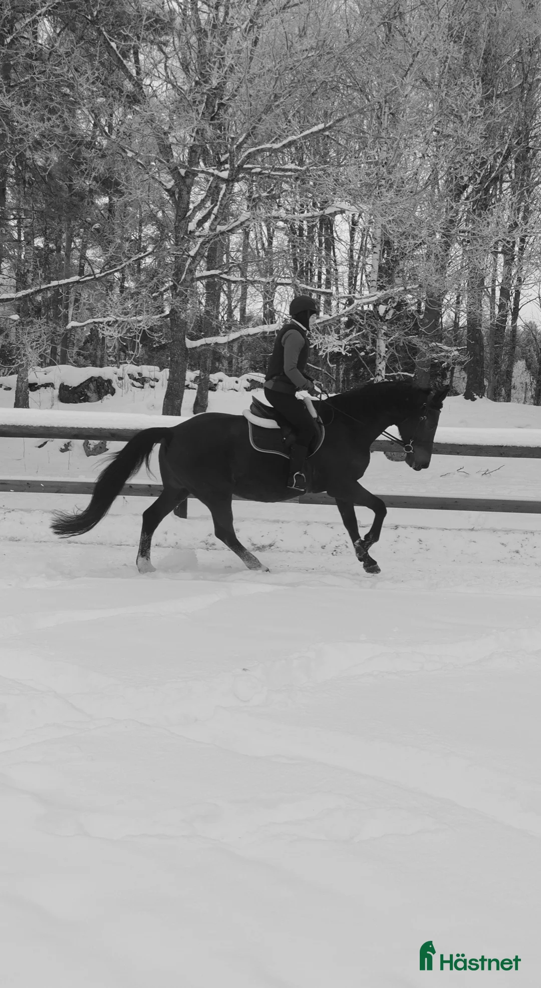  medryttarhäst finnes: Söker vuxen medryttare i Götene - Annons 1