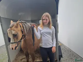 hästar Nessie i Lund - Annons 9