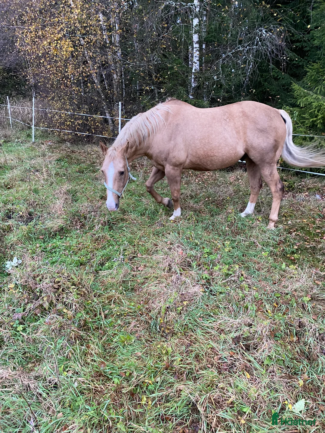 Allround hästar till salu: Quarter med ett stort hjärta - Annons 2