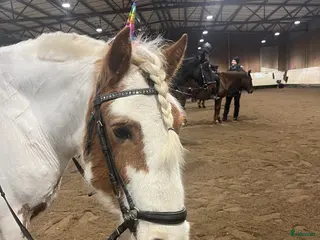 hästjobb Ledig tjänst i Järfälla - Annons 1