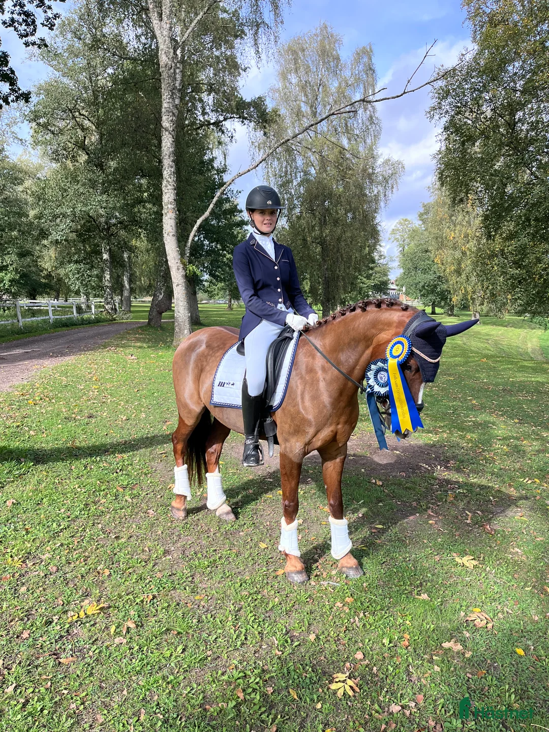 Dressyr hästar till salu: Dressyrponny med utstrålning - Annons 2