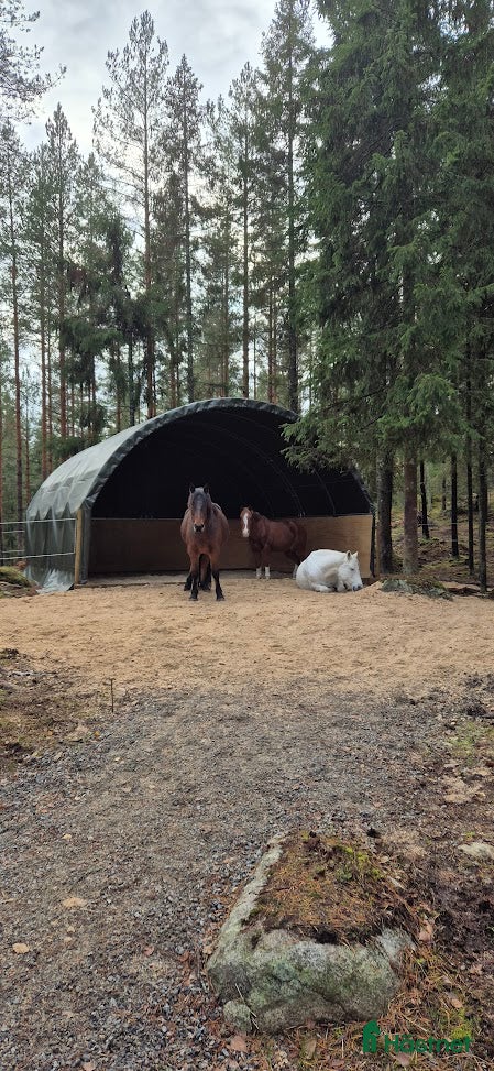  stallplats finnes: Lösdrift i Tullinge för lättfödd häst/ponny - Annons 2
