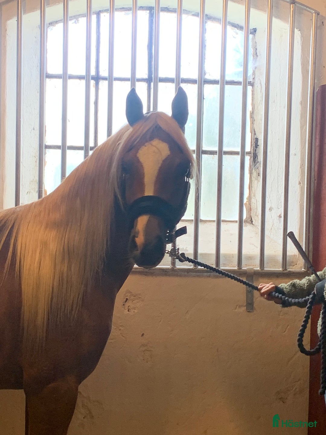 Allround hästar till salu: Söker samarbete till Arabhingst i Skillingsfors - Annons 3