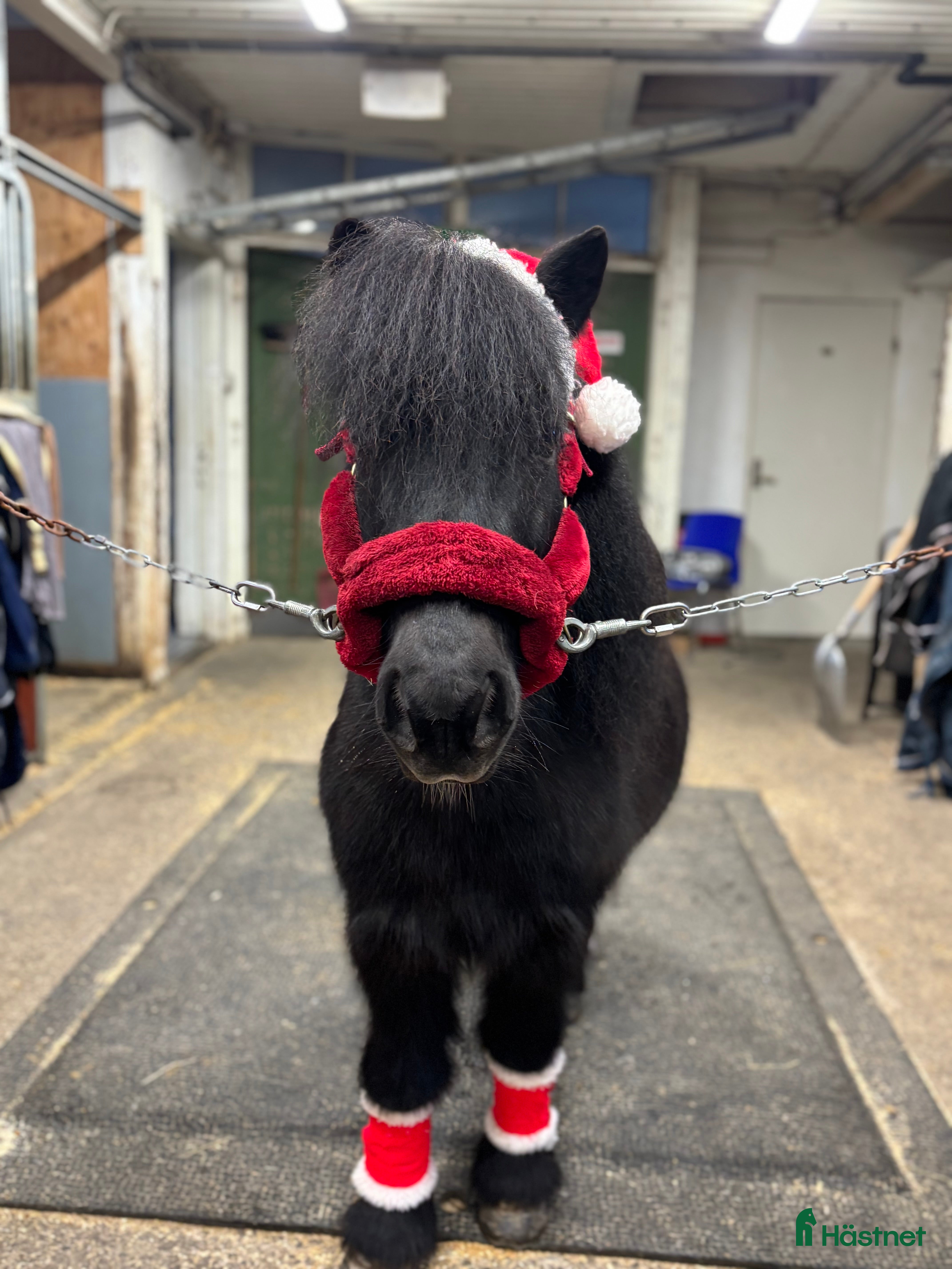 hästar Samarbetsvillig och sällskaplig shettis❤️ - Annons 2