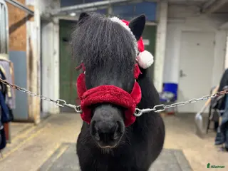 hästar Samarbetsvillig och sällskaplig shettis❤️ - Annons 1