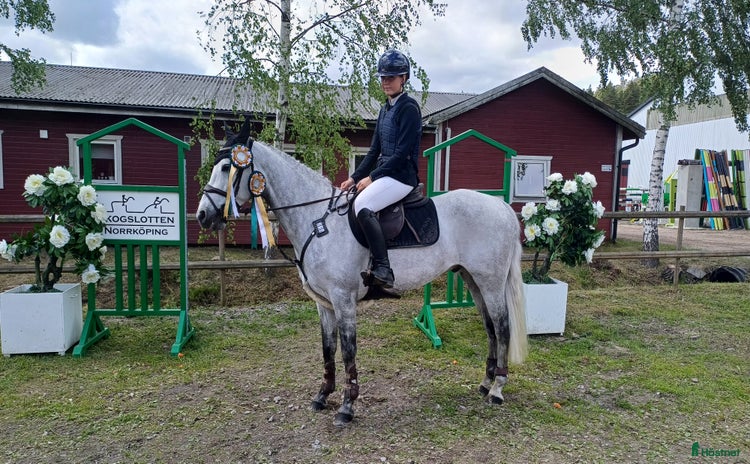  hästar i Jönköping - Annons 7
