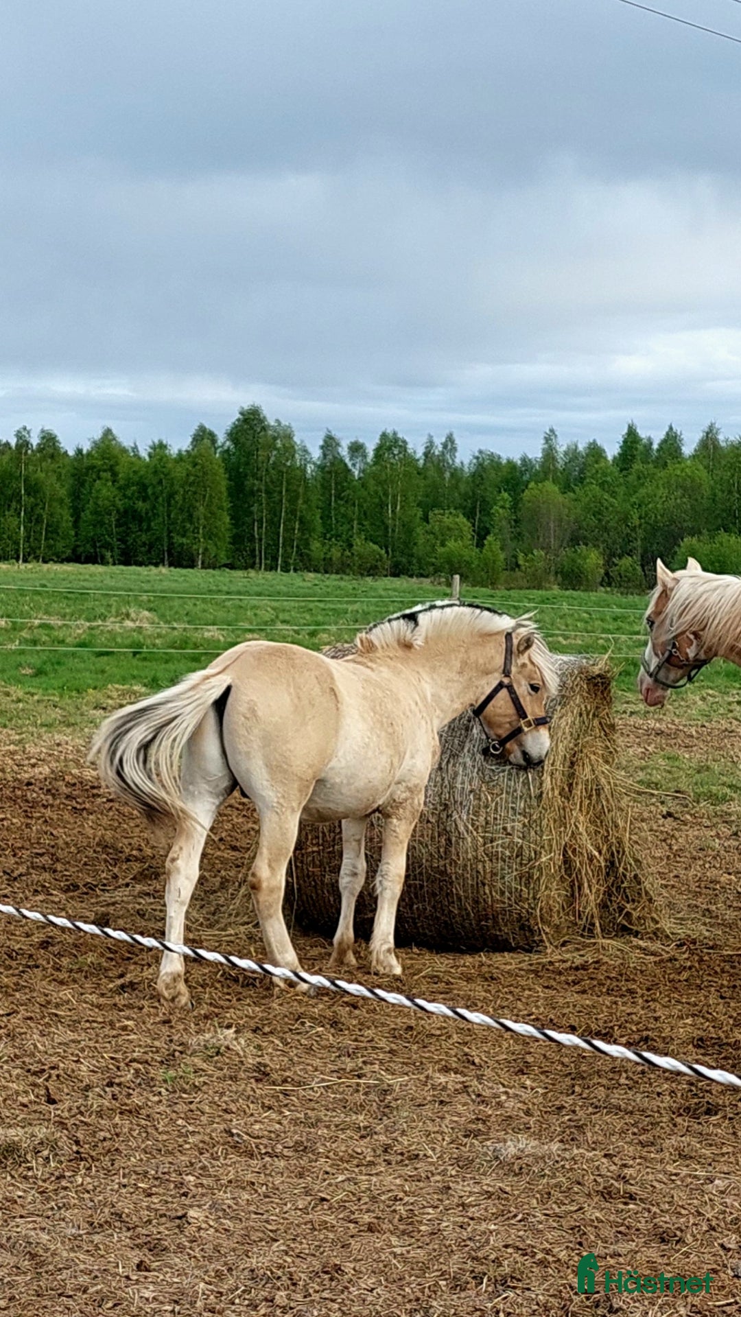 Allround hästar till salu: Söt liten hingst med en räv bakom örat i Luleå - Annons 1