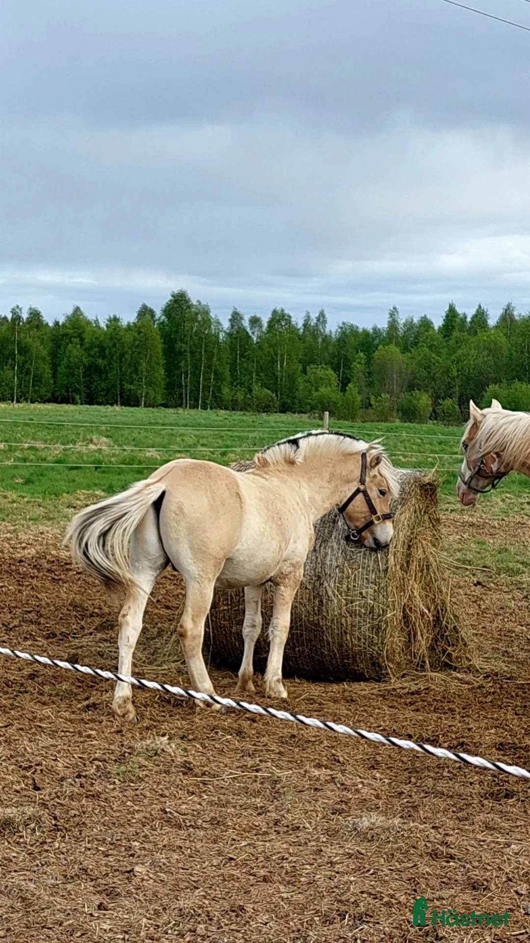 Allround hästar till salu: Söt liten hingst med en räv bakom örat i Luleå - Annons 1