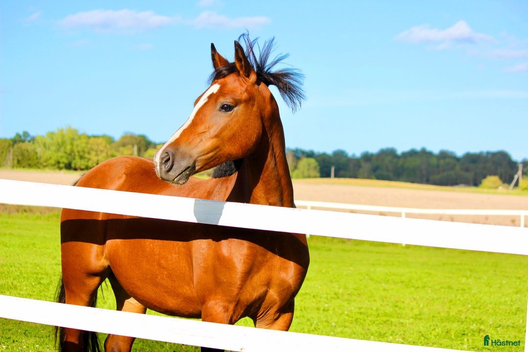 Allround hästar till salu: ✨Guldbelönad Welsh i storlek för både barn & vuxna i Vingåker - Annons 4