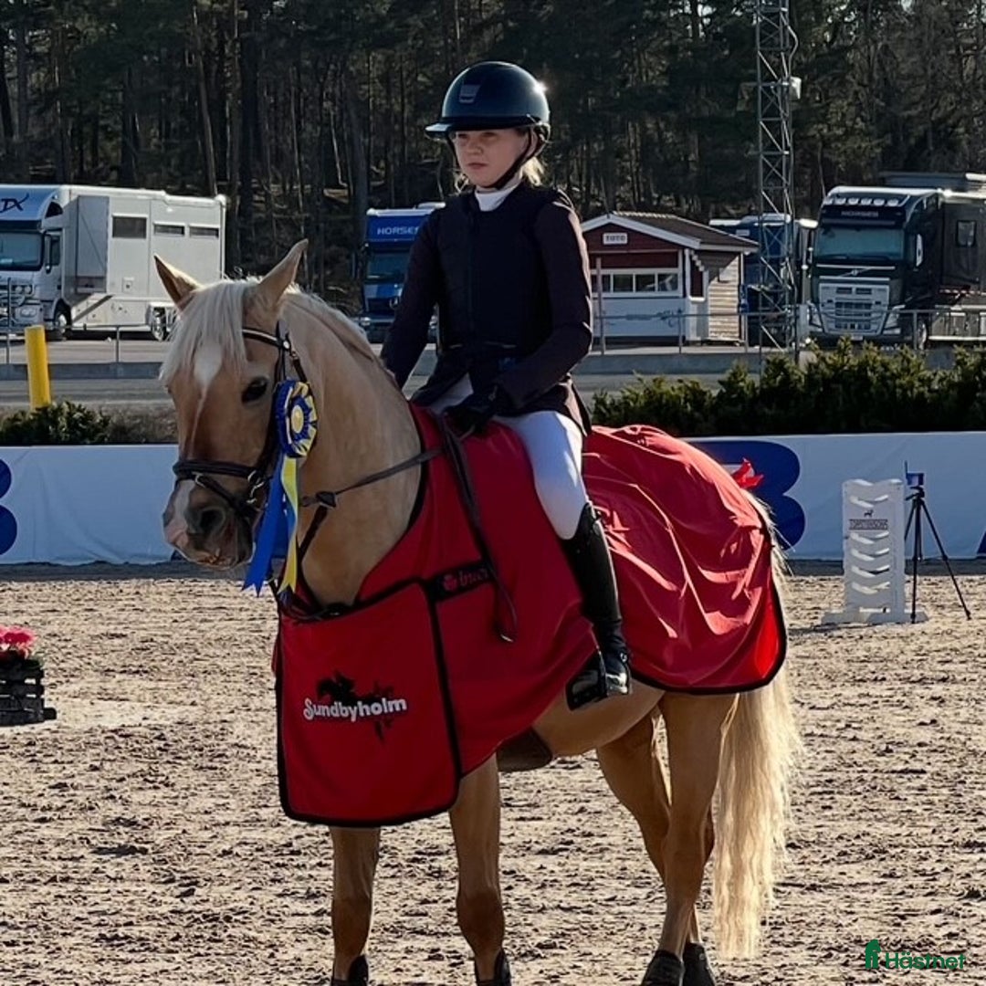 Dressyr hästar till salu: Välriden ponny söker nytt hem i Saltsjö-Boo - Annons 1