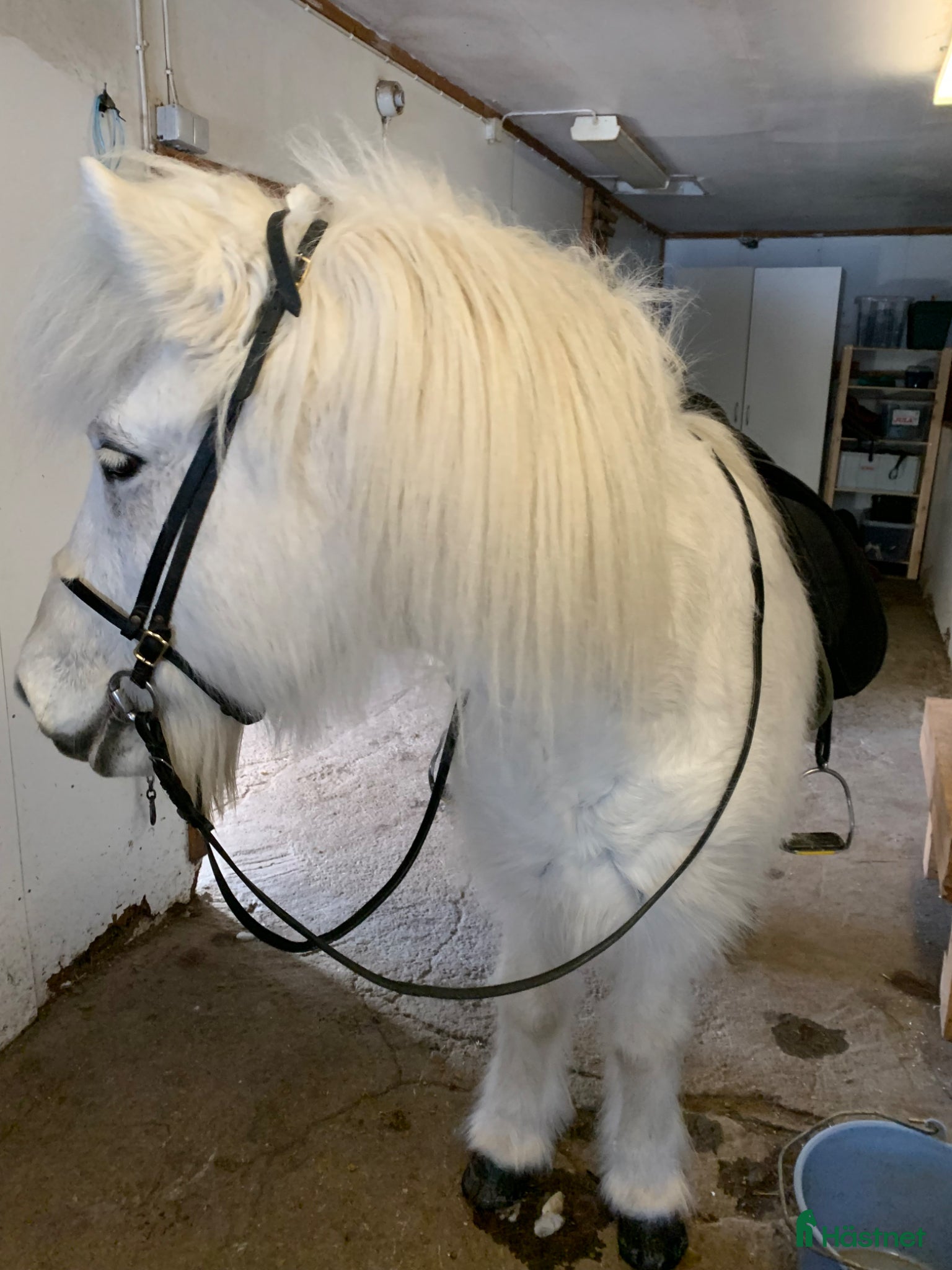  hästar Drömhästen Dagur säljes.  - Annons 10